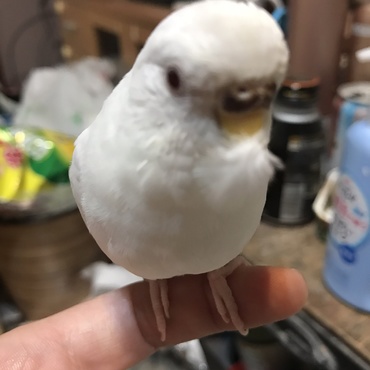 換羽あるある笑　ホワ毛がクチバシについたまま