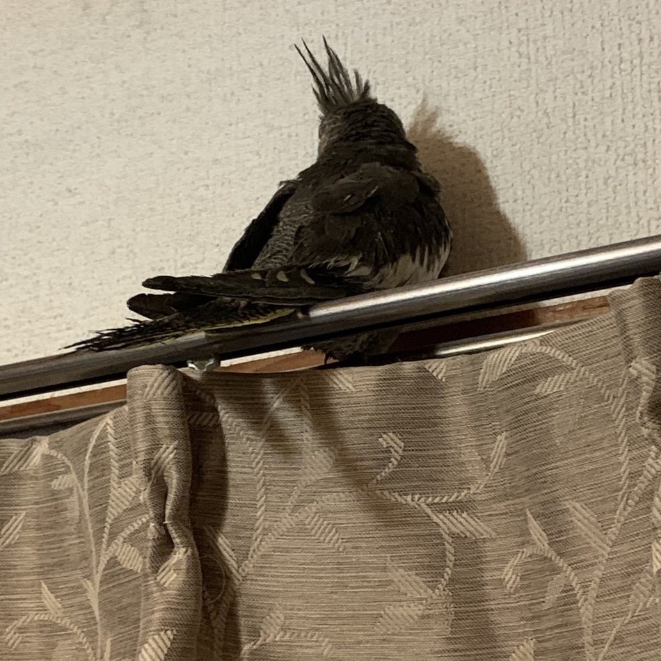 かおるのカバー写真