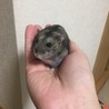 迷子:ジャンガリアンハムスターの里親を募集します！ サムネイル2