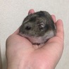 迷子:ジャンガリアンハムスターの里親を募集します！ サムネイル3
