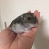 迷子:ジャンガリアンハムスターの里親を募集します！ サムネイル4