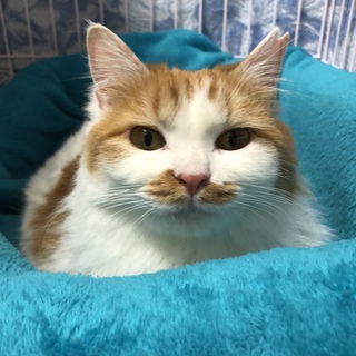 抱っこ大好き、人馴れ抜群、ふわふわ長毛、茶白の女子