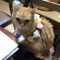 にゃんだ