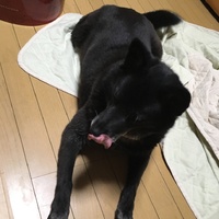 ぽん