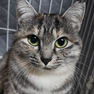 お膝に乗るのが好きなまりんちゃん