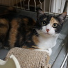 奄美の三毛猫セイシカ、留守番可、医療・しつけ済 サムネイル2