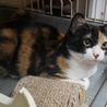奄美の三毛猫セイシカ、留守番可、医療・しつけ済 サムネイル3