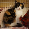 奄美の三毛猫セイシカ、留守番可、医療・しつけ済 サムネイル4