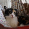 奄美の三毛猫セイシカ、留守番可、医療・しつけ済 サムネイル5
