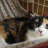 奄美の三毛猫セイシカ、留守番可、医療・しつけ済 サムネイル6