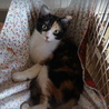 奄美の三毛猫セイシカ、留守番可、医療・しつけ済 サムネイル7