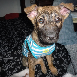 おっとりなココちゃん