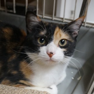 奄美の三毛猫セイシカ、留守番可、医療・しつけ済