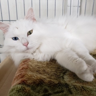 マイペースな『オッドアイ白長毛の女の子』推定７才