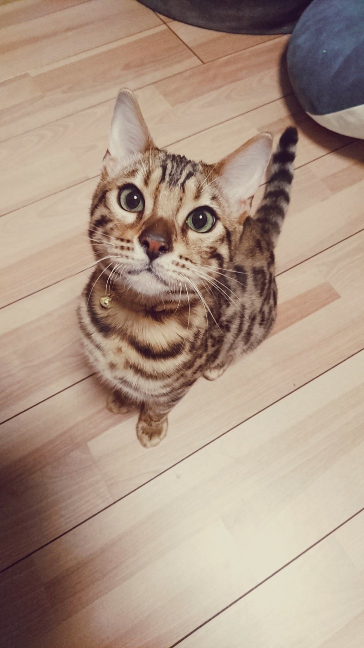 ハイジ