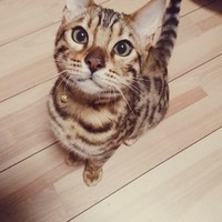 ハイジ