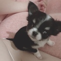 チワワ♂2ヶ月
