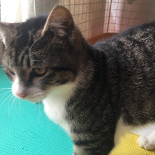 里親さん※決定しました！ありがとうございました※