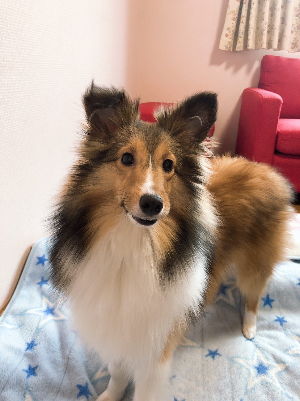 シェルティ女の子 はるちゃん 静岡県 犬の里親募集 ペットのおうち 月間利用者150万人