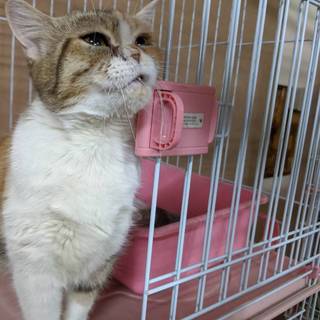 エキゾチックみたいなスコティッシュホールド