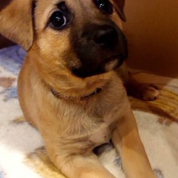 第６回 保護犬猫譲渡会  IN山口県 サムネイル2