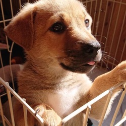 第６回 保護犬猫譲渡会  IN山口県 サムネイル3