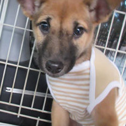 1/26(日)二子玉川いぬねこ里親会 サムネイル2