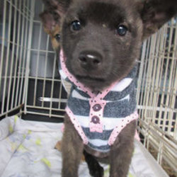 1/26(日)二子玉川いぬねこ里親会 サムネイル3