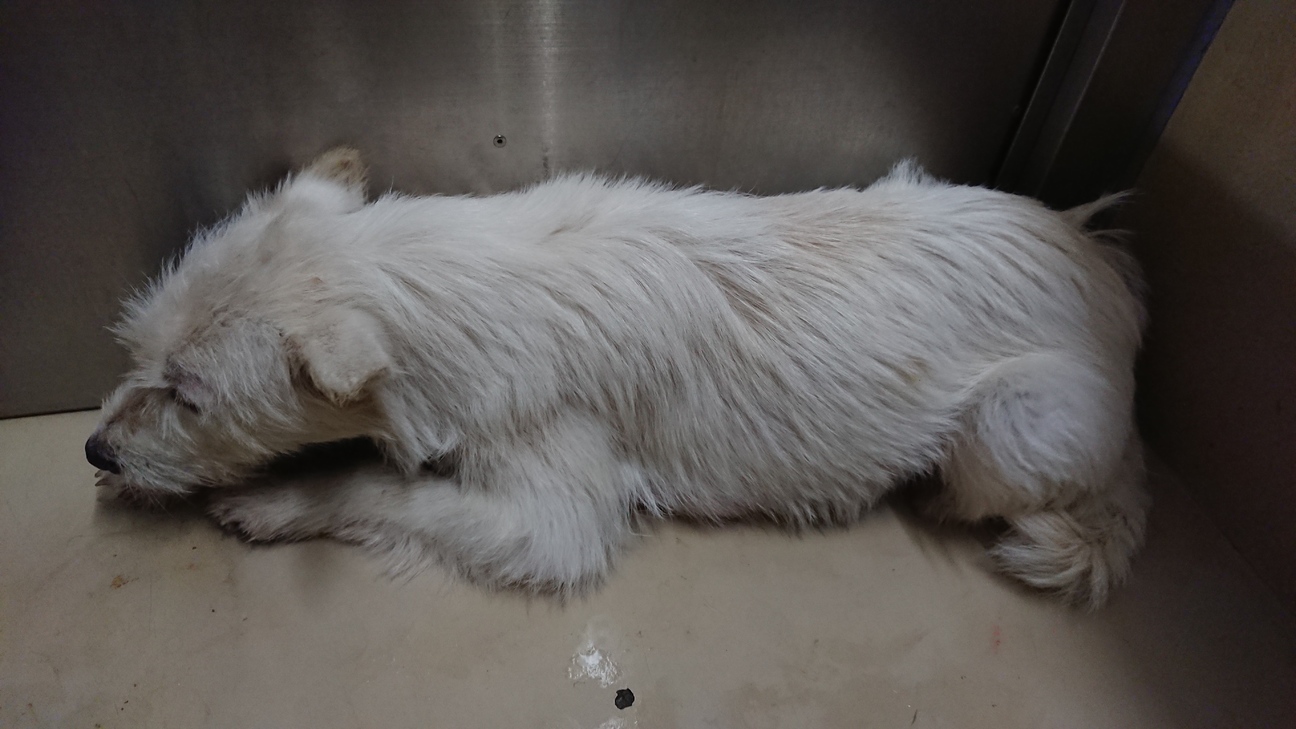 助けてください ビビリ 香川県 犬の里親募集 ペットのおうち 月間利用者150万人