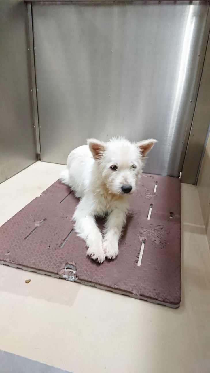 助けてください ビビリ 香川県 犬の里親募集 ペットのおうち 月間利用者150万人