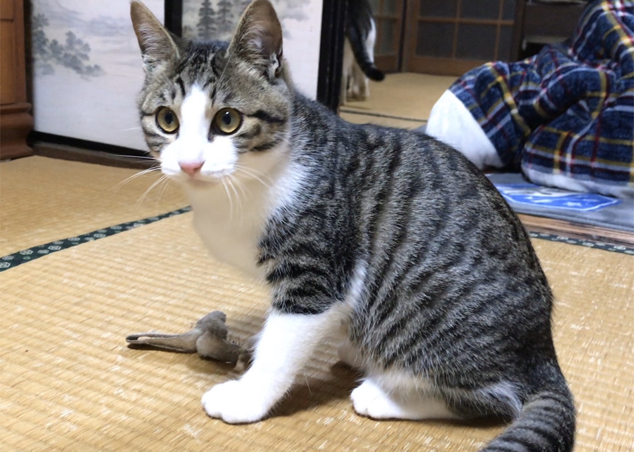 ご確認用◆ はちわれネコ 様 ねこ はちわれ | もにまるず Online Store