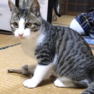 ネコハチさま専用　 おまとめ20点 お顔が男前なサバはちわれ」愛媛県 - 猫の里親募集(299516