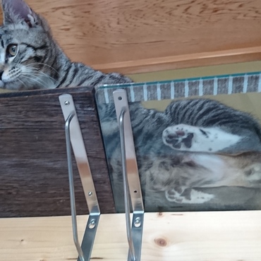 もうじき去勢手術、このタマタマも見納め。