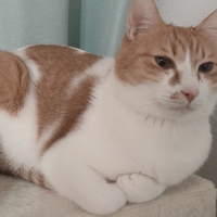 ぴーふく