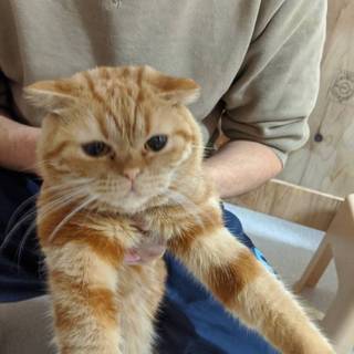 スコティッシュホールド