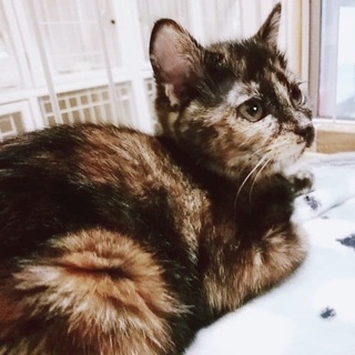 【1/25譲渡会】姉妹一緒に♪