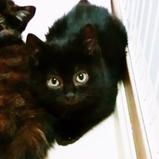 【1/25譲渡会】姉妹一緒に♪