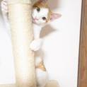 みずきくん(仮)〜甘えん坊、人なつこい〜