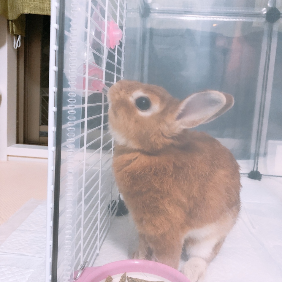 リリーのカバー写真