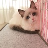 ララ