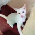 5匹兄妹のハダルちゃん