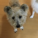 里親様が決定いたしました。