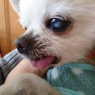 たすくの家族を探しています