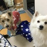 ももけやき