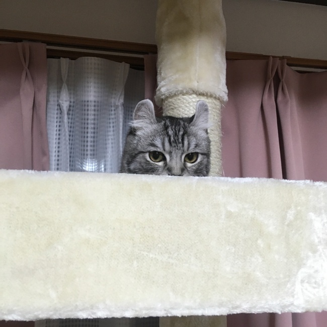 ますだゆきのカバー写真