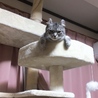 ぎん