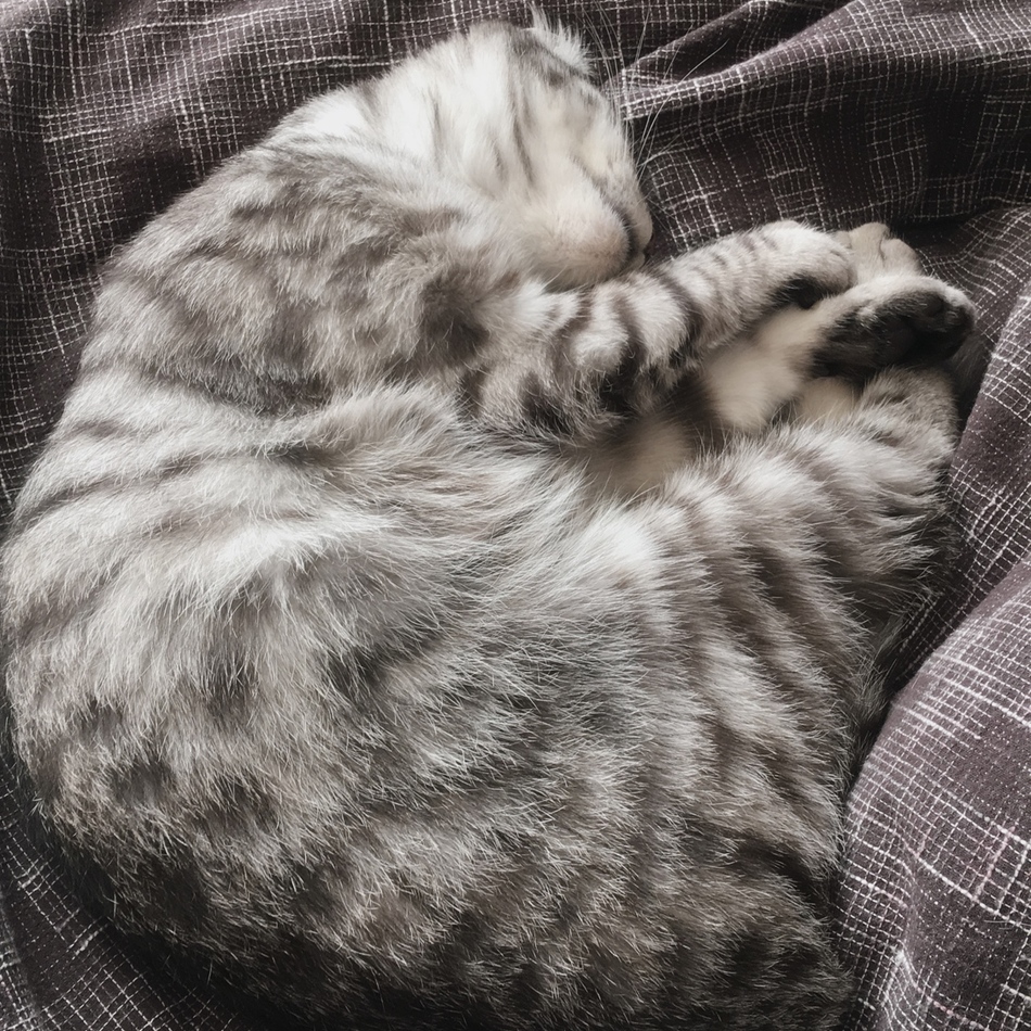 ぎんのカバー写真