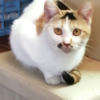 決まりました！元気な三毛ちゃん