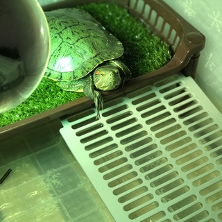 甲長13cmミシシッピアカミミガメ