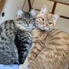生後8ヶ月の兄妹猫 サムネイル1